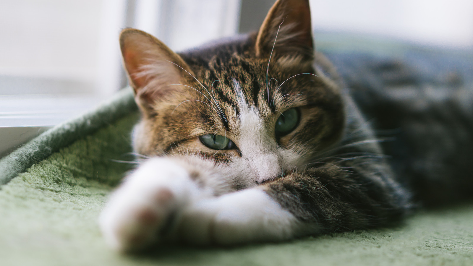 飼い猫を長生きさせるため改めたい７つの習慣